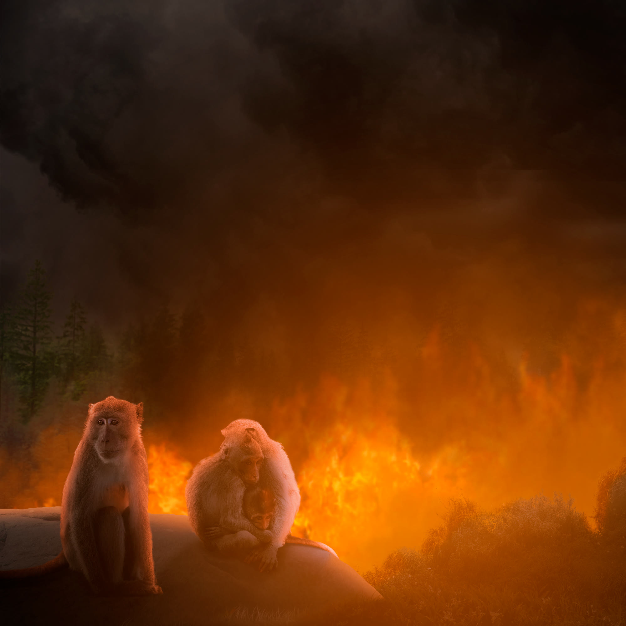 Two monkeys watching a forest fire at night
